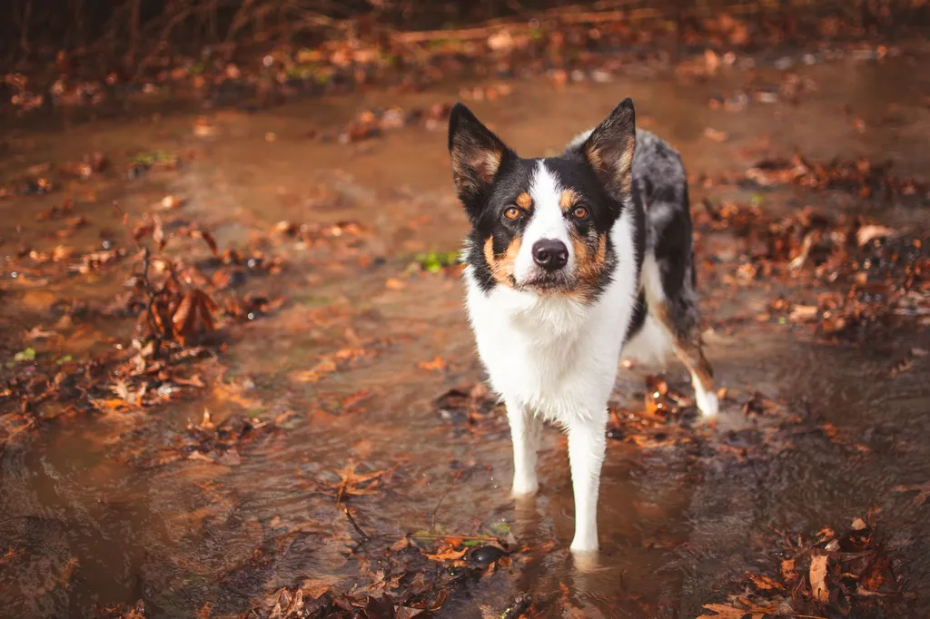 A border collie mix carefully investigating a muffin tin with tennis balls covering hidden treats during a DIY nose work game