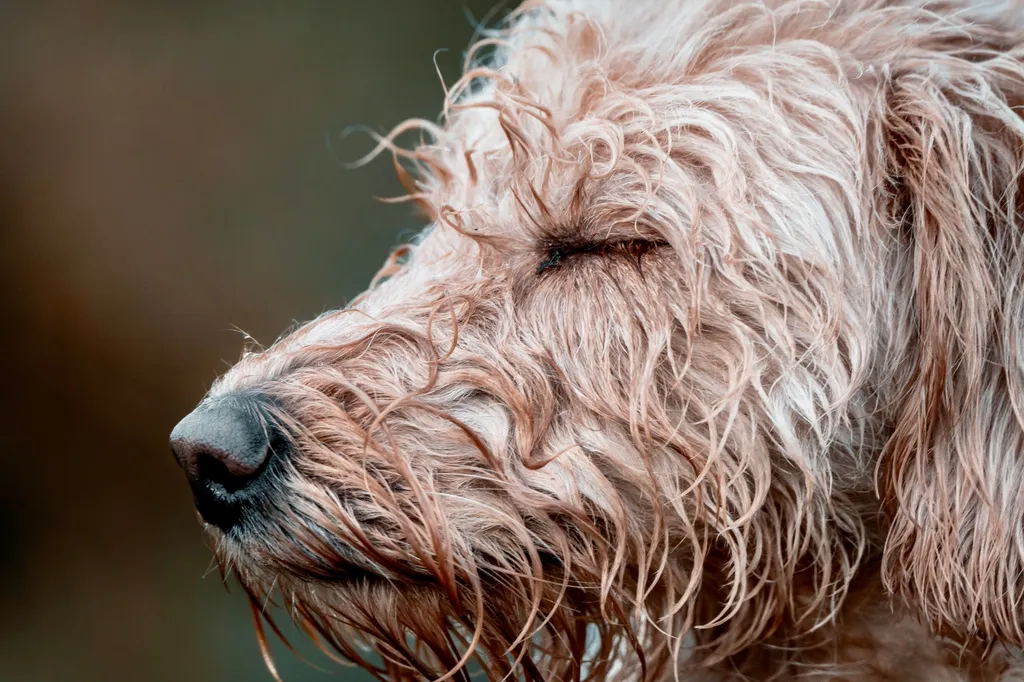 A mixed breed dog nose-deep in a towel searching for hidden treats during an enrichment activity with various cardboard boxes in the background