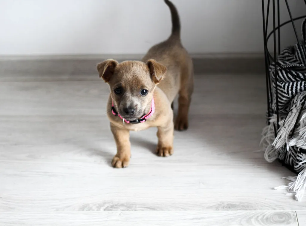 Puppy's First Outings: When Is It Safe?