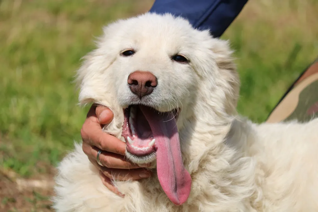 Why do adult dogs mouth their owners?