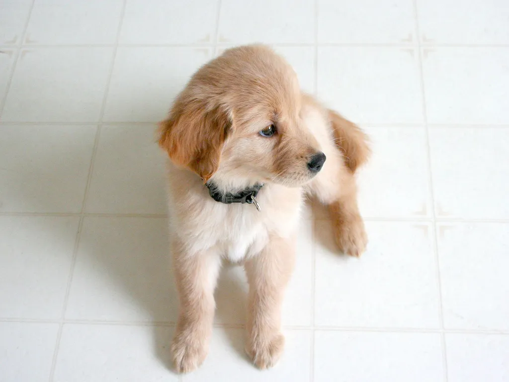A healthy golden retriever with clean eyes showing a small amount of normal pale crusty discharge in the inner corner of the eye after waking up