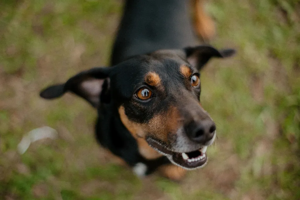 A mixed-breed dog displaying excited humping behavior during playtime with another dog in a backyard setting, showing normal canine social interaction