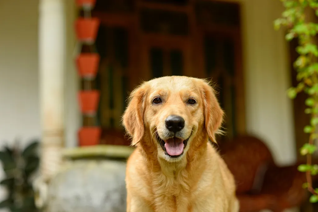 A happy dog sitting in a sunny yard waiting for food