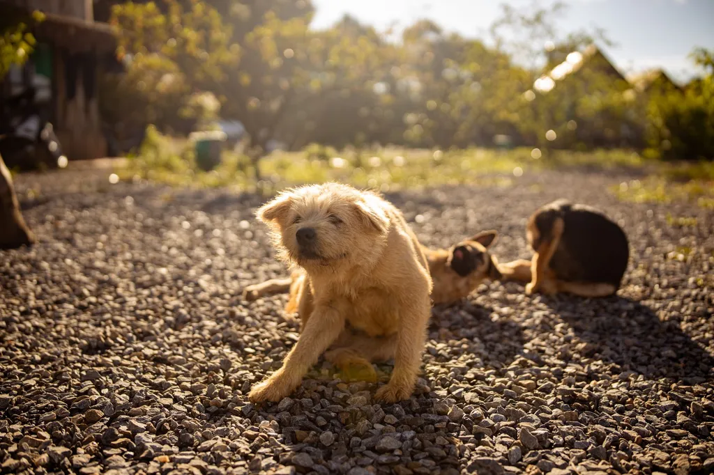 A happy dog sitting in a sunny yard waiting for food